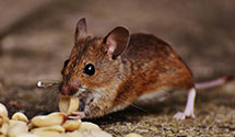 24 Hour & Emergency Exterminators in Flint Hill, VA